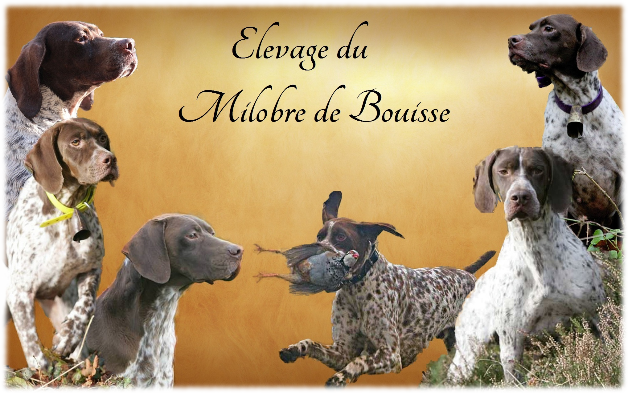 Braques Français Du Milobre De Bouisse